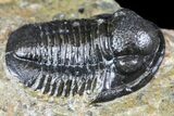 Detailed Gerastos Trilobite Fossil - Morocco #134092-1